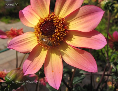 bee029