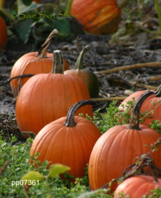 pumpkin-07361