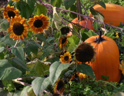 pumpkin-07478