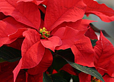 poinsettia04-mb2-031