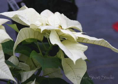 poinsettia 08-mb-118f