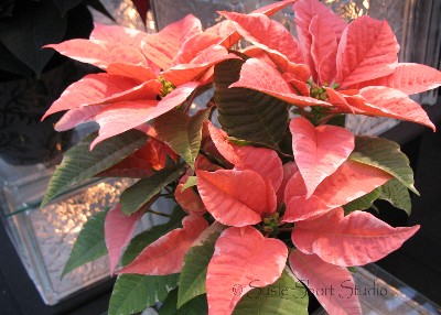 poinsettia 08-mb-239