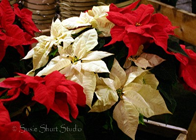 poinsettia 08-mb3-051