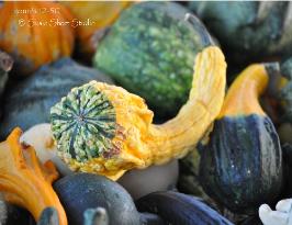 Gourds 12-50