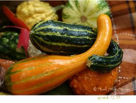 Gourds 12-53