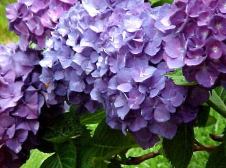Hydrangea Reference Photo