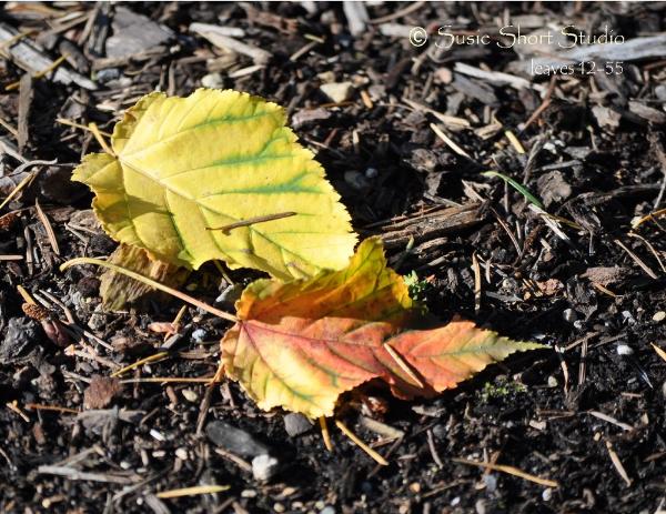 Free Photo Leaves 12-55