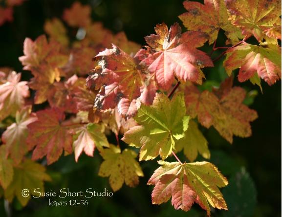 Free Photos Leaves 12-56