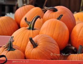 Pumpkins 12-52