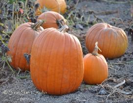 Pumpkins 12-53