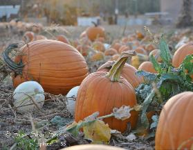 Pumpkins 12-55