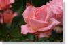 Rose 08114