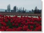 Tulip Field-14