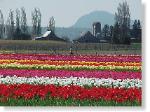 Tulip Field-15