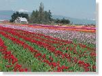 Tulip Field-27