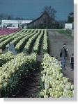 Tulip Field-40