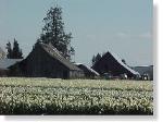 Tulip Field-41