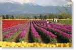 Tulip Field-51