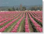 Tulip Field-76