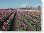 Tulip Field-77