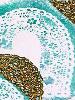 Valentine Tips using a paper doily