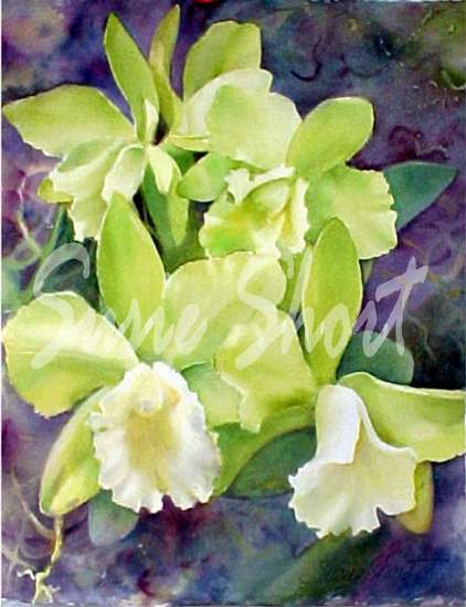 Celedon Orchid by Susie Short