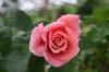Rose 08101