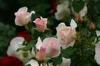 Rose 08103
