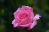 Rose 08105