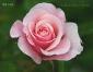 Rose 08106