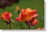 Rose 08108