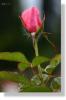 Rose 08111