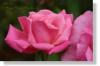 Rose 08113