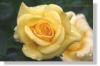 Rose 08115