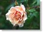 Rose 08116