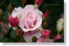 Rose 08117