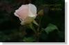 Rose 08119a