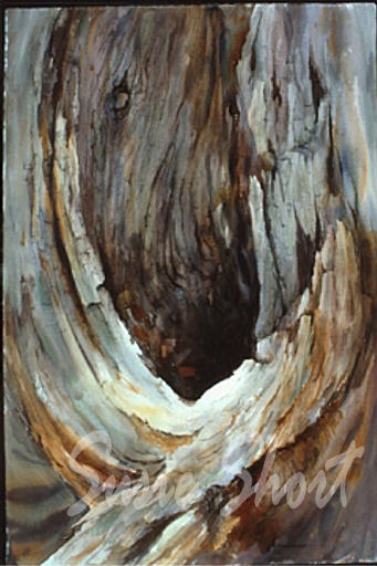 Hollow Oak by Susie Short