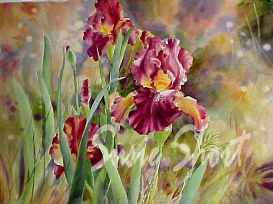 Mulberry Wine Iris by Susie Short